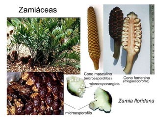 Zamiáceas Zamia floridana   Cono femenino Cono masculino (microesporofilos) microesporofilo (megaesporofilo) microesporangios 