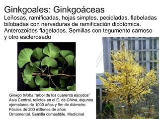 Ginkgoales: Ginkgoáceas Leñosas, ramificadas, hojas simples, pecioladas, flabeladas bilobadas con nervaduras de ramificación dicotómica. Anterozoides flagelados. Semillas con tegumento carnoso  y otro esclerosado Ginkgo biloba  “árbol de los cuarenta escudos” Asia Central, relictos en el E. de China, algunos  ejemplares de 1000 años y 9m de diámetro  Fósiles de 200 millones de años Ornamental. Semilla comestible. Medicinal 