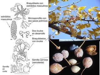 Braquiblastos con óvulos  Braquiblasto con  estróbilos masculinos Microsporofilo con  dos sacos polínicos  estróbilos  masculinos Dos óvulos  en desarrollo Semilla carnosa (sarcotesta) Semilla en corte  