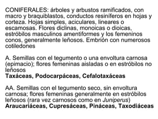 CONIFERALES: árboles y arbustos ramificados, con macro y braquiblastos, conductos resiníferos en hojas y corteza. Hojas simples, aciculares, lineares o escamosas. Flores diclinas, monoicas o dioicas, estróbilos masculinos amentiformes y los femeninos conos, generalmente leñosos. Embrión con numerosos cotiledones A. Semillas con el tegumento o una envoltura carnosa (epimacio); flores femeninas aisladas o en estróbilos no leñosos Taxáceas, Podocarpáceas, Cefalotaxáceas AA. Semillas con el tegumento seco, sin envoltura carnosa; flores femeninas generalmente en estróbilos leñosos (rara vez carnosos como en  Juniperus ) Araucariáceas, Cupresáceas, Pináceas, Taxodiáceas 