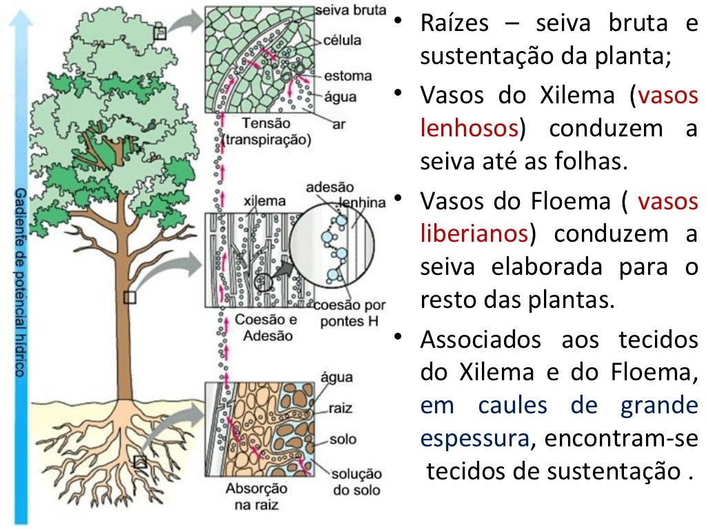 Fgv Sp Com Relação Aos Tecidos Vegetais