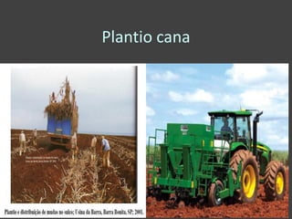 Plantio cana
 