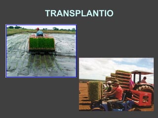 TRANSPLANTIO
 