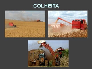 COLHEITA
 
