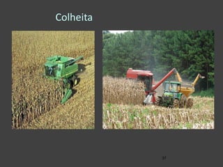Colheita
37
 