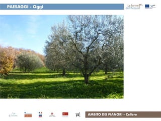 PAESAGGI - Oggi




                  AMBITO DEI PIANORI - Cellere
 