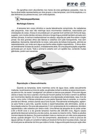 17
Figura 05 – Exemplo de um peixe primitivo:
a lampreia.
www. wikipedia.org
Os agnathas eram abundantes nos mares de eras geológicas passadas, mas na
fauna atual estão representados por dois grupos: o das lampreias, com trinta espécies, e o
das feiticeiras (ou peixes-bruxa), com vinte espécies.
A Petromyzoniformes
Morfologia Externa
A lampreia tem corpo cilíndrico e cauda lateralmente comprimida. As nadadeiras
são pequenas, mas isso não restringe seus movimentos natatórios, executados por
ondulações do corpo. A boca é circundada por um grande funil ventral com forma de taça,
sugador, com muitos dentes córneos cônicos e longa língua protrátil também armada com
dentes córneos. A narina é medianodorsal na cabeça, seguida por pele fina sobre o órgão
pineal. Os dois grandes olhos são laterais e cobertos com pele transparente, mas sem
pálpebras. Apresenta, lateralmente no corpo, sete pares de bolsas branquiais, abrindo-se
separadamente, por onde sai à água que banha estes órgãos respiratórios. O ânus abre-
se ventralmente na base da cauda e, imediatamente atrás, há uma pequena papila urogenital,
perfurada por um ducto. Todo o animal é coberto com um epitélio liso, contendo muitas
glândulas, porém sem escamas.
Reprodução e Desenvolvimento
Quando as lampreias, tanto marinhas como de água doce, estão sexualmente
maduras, na primavera ou início do verão, as gônodas incham e ambos os sexos locomovem-
se para os rios, às vezes “cavalgando” em peixes ou barcos que passam. Procuram águas
claras e rasas nos rios e usando o funil bucal movem pedras no fundo e varrem os detritos
por movimentos rápidos do corpo até preparar uma depressão arredondada, rasa, livre de
lama, como ninho. A fêmea prende-se a uma pedra fazendo face à corrente, e o macho
prende-se à fêmea, ambos usando seus funis bucais. Parcialmente entrelaçados, agitam-
se para frente e para trás, quando óvulos e espermatozóides são eliminados, sendo a
fecundação externa. Os ovos são pequenos (1 mm na lampreia de rio) e adesivos; afundam
rapidamente s são cobertos por areia e lodo. Uma fêmea de lampreia de rio pode conter
2.00 a 65.00 ovos e a da grande lampreia marinha até 236.000 ovos. Alguns casais
geralmente desovam próximos uns dos outros, às vezes no mesmo ninho. Todos os adultos
morrem depois da desova. Os jovens eclodem mais ou menos em um mês como pequenas
larvas; quando atingem 12 a 15 mm de comprimento, abandonam o ninho à procura de
águas calmas.Aí cada um constrói e habita um túnel em forma de U na areia e lodo, mas sai
do túnel para se alimentar do limo que cobre o fundo.Aágua entra pela boca por ação ciliar
 