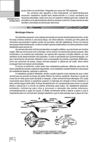 20
ZoologiaGerale
Comparada II
grupo entre os condrícties, integrado por cerca de 760 espécies.
Ao contrário dos agnatha e dos holocephali, os elasmobrânquios
possuem nadadeira caudal bem desenvolvida e o corpo recoberto por
escamas placóides, cada uma com um espinho voltado para trás, coberto de
esmalte e uma placa basal de dentina situada na derme. Essas escamas são
também chamadas de dentículos dérmicos.
B.1 - Tubarões
Morfologia Externa
Os tubarões possuem uma cabeça terminada em ponta arredondada (focinho), onde
há duas narinas ventrais e uma boca larga. Os olhos laterais, movidos por três pares de
músculos que prendem o globo ocular na sua base, não têm pálpebras. Como na maioria
dos peixes elasmobrânquios, a retina contém apenas bastonetes e os olhos parecem estar
adaptados para pouca luz.
As narinas são dois orifícios localizados na região cefálica, que terminam em fundos
cegos. Não se comunicam com a faringe, como ocorre na maioria dos peixes ósseos. Nos
condríctes e na maioria dos osteícties, as narinas têm apenas a função olfativa: um dos
sentidos muito desenvolvidos nos tubarões. O odor é percebido por quimiorrecepção: um
dos mecanismos sensoriais utilizados para a percepção de presas a grandes distâncias.
Uma vez próximos da presa, esses animais passam a utilizar-se da visão. Seus olhos
enxergam bem em baixa luminosidade.
O tronco é fusiforme, maior perto das nadadeiras peitorais, afilando para trás Há
duas nadadeiras dorsais medianas separadas, uma nadadeira caudal mediana e dois pares
de nadadeiras laterais, peitorais e pélvicas.
A nadadeira caudal é bilobada, sendo a parte superior mais estreita do que o lobo
ventral que se prende ao longo da parte inferior da coluna vertebral. Quando a cauda se
move de um lado para outro durante a natação, o lobo ventral fornece elevação. Em cada
movimento para dentro a superfície superior é inclinada em direção à linha mediana e o
lobo ventral segue atrás dela. A força resultante tem um componente para cima e a cauda
tende a elevar-se e a enviar as partes anteriores para baixo. As nadadeiras peitorais,
entretanto, inclinam-se para cima e provocam a elevação das partes anteriores,
contrabalançando a ação da cauda. O efeito combinado tende a elevar o peixe o que é
importante para um animal sem bexiga natatória e que é mais pesado que a água do mar.
Figura 07: Exemplos de peixes cartilaginosos. A. Tubarão:
estrutura externa; B e C. Raia: estrutura externa. Fonte: STORER,
T.I.; USINGER, R. L.; STEBBINS, R.C.; NYBAKKEN, J. W.;1984.
 