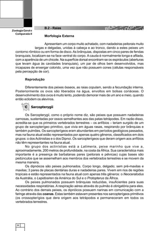 22
ZoologiaGerale
Comparada II
B.2 - Raias
Morfologia Externa
Apresentam um corpo muito achatado, com nadadeiras peitorais muito
largas e delgadas, unidas à cabeça e ao tronco, dando a estes peixes um
contorno rômbico ou em forma de disco.As brânquias, dispostas em cinco pares de fendas
branquiais, localizam-se na face ventral do corpo. A cauda é normalmente longa e afilada,
com a aparência de um chicote. Na superfície dorsal encontram-se os espiráculos (aberturas
que levam água às cavidades branquiais), um par de olhos bem desenvolvidos, mas
incapazes de enxergar colorido, uma vez que não possuem cones (células responsáveis
pela percepção de cor).
Reprodução
Diferentemente dos peixes ósseos, as raias copulam, sendo a fecundação interna.
Posteriormente os ovos são liberados na água, envoltos em bolsas coriáceas. O
desenvolvimento dos ovos é muito lento, podendo demorar mais de um ano e meio, quando
então eclodem os alevinos.
C Sarcopterygii
Os Sarcopterygii, como o próprio nome diz, são peixes que possuem nadadeiras
carnosas, sustentadas por ossos semelhantes aos das patas tetrápodes. Em razão disso,
acredita-se que os primeiros vertebrados terrestres – os anfíbios – teriam surgido de um
grupo de sarcopterígeo primitivo, que vivia em águas rasas, respirando por brânquias e
também pulmões. Os sarcopterígeos eram abundantes em períodos geológicos passados,
mas na fauna atual estão representados por apenas quatro gêneros, classificados em dois
grupos: o dos Actinistias e o dos Dipnoi. Os sarcopterígeos que deram origem aos anfíbios
não têm representantes na fauna atual.
No grupo dos actinístias está a Latimeria, peixe marinho que vive a,
aproximadamente, 200 metros de profundidade, na costa da África. Sua característica mais
importante é a presença de barbatanas pares (peitorais e pélvicas) cujas bases são
pedúnculos que se assemelham aos membros dos vertebrados terrestres e se movem da
mesma maneira.
Os dipnóicos são peixes pulmonados. Corpo longo, delgado; sem pré-maxilas e
maxilas; 3 pares de placas dentárias duras e nadadeiras pares. Vivem em rios de regiões
tropicais e estão representados na fauna atual com apenas três gêneros: o Neoceratodus
da Austrália, o Lepidosiren da América do Sul e o Protopterus da África.
Os peixes pulmonados possuem brânquias reduzidas, insuficientes para suas
necessidades respiratórias. A respiração aérea através do pulmão é obrigatória para eles.
Ao contrário dos demais peixes, os dipnóicos possuem narinas em comunicação com a
faringe através das coanas. Estas também estavam presentes nos sarcopterígeos primitivos
(os crossopterígios que dera origem aos tetrápodos e permaneceram em todos os
vertebrados terrestres.
 
