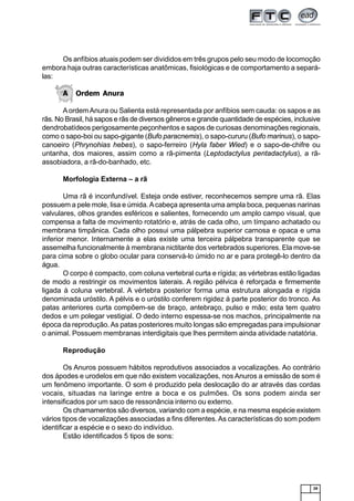 29
Os anfíbios atuais podem ser divididos em três grupos pelo seu modo de locomoção
embora haja outras características anatômicas, fisiológicas e de comportamento a separá-
las:
A Ordem Anura
AordemAnura ou Salienta está representada por anfíbios sem cauda: os sapos e as
rãs. No Brasil, há sapos e rãs de diversos gêneros e grande quantidade de espécies, inclusive
dendrobatídeos perigosamente peçonhentos e sapos de curiosas denominações regionais,
como o sapo-boi ou sapo-gigante (Bufo paracnemis), o sapo-cururu (Bufo marinus), o sapo-
canoeiro (Phrynohias hebes), o sapo-ferreiro (Hyla faber Wied) e o sapo-de-chifre ou
untanha, dos maiores, assim como a rã-pimenta (Leptodactylus pentadactylus), a rã-
assobiadora, a rã-do-banhado, etc.
Morfologia Externa – a rã
Uma rã é inconfundível. Esteja onde estiver, reconhecemos sempre uma rã. Elas
possuem a pele mole, lisa e úmida.Acabeça apresenta uma ampla boca, pequenas narinas
valvulares, olhos grandes esféricos e salientes, fornecendo um amplo campo visual, que
compensa a falta de movimento rotatório e, atrás de cada olho, um tímpano achatado ou
membrana timpânica. Cada olho possui uma pálpebra superior carnosa e opaca e uma
inferior menor. Internamente a elas existe uma terceira pálpebra transparente que se
assemelha funcionalmente à membrana nictitante dos vertebrados superiores. Ela move-se
para cima sobre o globo ocular para conservá-lo úmido no ar e para protegê-lo dentro da
água.
O corpo é compacto, com coluna vertebral curta e rígida; as vértebras estão ligadas
de modo a restringir os movimentos laterais. A região pélvica é reforçada e firmemente
ligada à coluna vertebral. A vértebra posterior forma uma estrutura alongada e rígida
denominada uróstilo. A pélvis e o uróstilo conferem rigidez à parte posterior do tronco. As
patas anteriores curta compõem-se de braço, antebraço, pulso e mão; esta tem quatro
dedos e um polegar vestigial. O dedo interno espessa-se nos machos, principalmente na
época da reprodução.As patas posteriores muito longas são empregadas para impulsionar
o animal. Possuem membranas interdigitais que lhes permitem ainda atividade natatória.
Reprodução
Os Anuros possuem hábitos reprodutivos associados a vocalizações. Ao contrário
dos ápodes e urodelos em que não existem vocalizações, nos Anuros a emissão de som é
um fenômeno importante. O som é produzido pela deslocação do ar através das cordas
vocais, situadas na laringe entre a boca e os pulmões. Os sons podem ainda ser
intensificados por um saco de ressonância interno ou externo.
Os chamamentos são diversos, variando com a espécie, e na mesma espécie existem
vários tipos de vocalizações associadas a fins diferentes.As características do som podem
identificar a espécie e o sexo do indivíduo.
Estão identificados 5 tipos de sons:
 