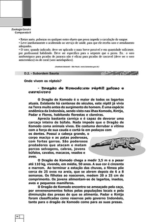 44
ZoologiaGerale
Comparada II
D.2. - Subordem Sauria
Onde vivem os répteis?
- Dragão de Komodo:um réptil guloso e
carnívoro
O Dragão de Komodo é o maior de todos os lagartos
atuais. Existente há centenas de séculos, este réptil já vivia
na Terra muito antes do surgimento do homem. É uma espécie
endêmica da Indonésia, sendo visto nas ilhas Komodo, Rintja,
Padar e Flores, habitando florestas e clareiras.
Aprecia bastante carniça e é capaz de devorar uma
carcaça inteira de búfalo. Nada impede que o Dragão de
Komodo coma animais vivos. Ele costuma derrubar a vítima
com a força de sua cauda e cortá-la em pedaços com
os dentes. Possui a cabeça grande, o
corpo maciço e as patas poderosas,
com fortes garras. São poderosos
predadores que atacam e matam
porcos selvagens, cabras, jovens
búfalos, cavalos, macacos, veados e
aves.
O Dragão de Komodo chega a medir 3,5 m e a pesar
até 110 kg, vivendo, em média, 50 anos. A sua cor é cinzenta
e marrom. Ao terminar a estação das chuvas, a fêmea põe
cerca de 25 ovos na areia, que se abrem depois de 6 a 8
semanas. Os filhotes ao nascerem, medem 20 a 25 cm de
comprimento. Os jovens alimentam-se de lagartos, insetos,
aves e pequenos mamíferos.
O Dragão de Komodo encontra-se ameaçado pela caça,
por envenenamentos feitos pelas populações locais e pela
diminuição das presas de que se alimenta. Padar e Rintja
foram classificadas como reservas pelo governo Indonésio,
tanto para o dragão de Komodo como para as suas presas.
(Instituto Butantã – São Paulo. www.butantan.gov.br)
 