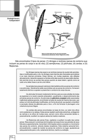 52
ZoologiaGerale
Comparada II
São encontrados 5 tipos de penas: (1) rêmiges e rectrizes (penas de contorno que
incluem as penas do corpo e as do vôo); (2) semiplumas; (3) plúmulas; (4) cerdas; e (5)
filoplumas.
1234567890123456789012345678901212345678901234567890123456789012123456789012345678901234567890121234567890123456789012
1234567890123456789012345678901212345678901234567890123456789012123456789012345678901234567890121234567890123456789012
1234567890123456789012345678901212345678901234567890123456789012123456789012345678901234567890121234567890123456789012
1234567890123456789012345678901212345678901234567890123456789012123456789012345678901234567890121234567890123456789012
1234567890123456789012345678901212345678901234567890123456789012123456789012345678901234567890121234567890123456789012
1234567890123456789012345678901212345678901234567890123456789012123456789012345678901234567890121234567890123456789012
1234567890123456789012345678901212345678901234567890123456789012123456789012345678901234567890121234567890123456789012
1234567890123456789012345678901212345678901234567890123456789012123456789012345678901234567890121234567890123456789012
1234567890123456789012345678901212345678901234567890123456789012123456789012345678901234567890121234567890123456789012
1234567890123456789012345678901212345678901234567890123456789012123456789012345678901234567890121234567890123456789012
1234567890123456789012345678901212345678901234567890123456789012123456789012345678901234567890121234567890123456789012
1234567890123456789012345678901212345678901234567890123456789012123456789012345678901234567890121234567890123456789012
1234567890123456789012345678901212345678901234567890123456789012123456789012345678901234567890121234567890123456789012
1234567890123456789012345678901212345678901234567890123456789012123456789012345678901234567890121234567890123456789012
1234567890123456789012345678901212345678901234567890123456789012123456789012345678901234567890121234567890123456789012
1234567890123456789012345678901212345678901234567890123456789012123456789012345678901234567890121234567890123456789012
1234567890123456789012345678901212345678901234567890123456789012123456789012345678901234567890121234567890123456789012
1234567890123456789012345678901212345678901234567890123456789012123456789012345678901234567890121234567890123456789012
1234567890123456789012345678901212345678901234567890123456789012123456789012345678901234567890121234567890123456789012
1234567890123456789012345678901212345678901234567890123456789012123456789012345678901234567890121234567890123456789012
1234567890123456789012345678901212345678901234567890123456789012123456789012345678901234567890121234567890123456789012
1234567890123456789012345678901212345678901234567890123456789012123456789012345678901234567890121234567890123456789012
1234567890123456789012345678901212345678901234567890123456789012123456789012345678901234567890121234567890123456789012
1234567890123456789012345678901212345678901234567890123456789012123456789012345678901234567890121234567890123456789012
1234567890123456789012345678901212345678901234567890123456789012123456789012345678901234567890121234567890123456789012
1234567890123456789012345678901212345678901234567890123456789012123456789012345678901234567890121234567890123456789012
1234567890123456789012345678901212345678901234567890123456789012123456789012345678901234567890121234567890123456789012
1234567890123456789012345678901212345678901234567890123456789012123456789012345678901234567890121234567890123456789012
1234567890123456789012345678901212345678901234567890123456789012123456789012345678901234567890121234567890123456789012
1234567890123456789012345678901212345678901234567890123456789012123456789012345678901234567890121234567890123456789012
1234567890123456789012345678901212345678901234567890123456789012123456789012345678901234567890121234567890123456789012
1234567890123456789012345678901212345678901234567890123456789012123456789012345678901234567890121234567890123456789012
12345678901234567890123456789012123456789012345678901234567890121234567890123456789012345678901212345678901234567890121234567890123456789012345678901212345678901234567890123456789012123456789012345678901234567890121234567890123456789012
1234567890123456789012345678901212345678901234567890123456789012123456789012345678901234567890121234567890123456789012
1234567890123456789012345678901212345678901234567890123456789012123456789012345678901234567890121234567890123456789012
1234567890123456789012345678901212345678901234567890123456789012123456789012345678901234567890121234567890123456789012
1234567890123456789012345678901212345678901234567890123456789012123456789012345678901234567890121234567890123456789012
1234567890123456789012345678901212345678901234567890123456789012123456789012345678901234567890121234567890123456789012
12345678901234567890123456789012123456789012345678901234567890121234567890123456789012345678901212345678901234567890121234567890123456789012345678901212345678901234567890123456789012123456789012345678901234567890121234567890123456789012
12345678901234567890123456789012123456789012345678901234567890121234567890123456789012345678901212345678901234567890121234567890123456789012345678901212345678901234567890123456789012123456789012345678901234567890121234567890123456789012
1234567890123456789012345678901212345678901234567890123456789012123456789012345678901234567890121234567890123456789012
1234567890123456789012345678901212345678901234567890123456789012123456789012345678901234567890121234567890123456789012
1234567890123456789012345678901212345678901234567890123456789012123456789012345678901234567890121234567890123456789012
1234567890123456789012345678901212345678901234567890123456789012123456789012345678901234567890121234567890123456789012
1234567890123456789012345678901212345678901234567890123456789012123456789012345678901234567890121234567890123456789012
12345678901234567890123456789012123456789012345678901234567890121234567890123456789012345678901212345678901234567890121234567890123456789012345678901212345678901234567890123456789012123456789012345678901234567890121234567890123456789012
12345678901234567890123456789012123456789012345678901234567890121234567890123456789012345678901212345678901234567890121234567890123456789012345678901212345678901234567890123456789012123456789012345678901234567890121234567890123456789012
1234567890123456789012345678901212345678901234567890123456789012123456789012345678901234567890121234567890123456789012
1234567890123456789012345678901212345678901234567890123456789012123456789012345678901234567890121234567890123456789012
1234567890123456789012345678901212345678901234567890123456789012123456789012345678901234567890121234567890123456789012
1234567890123456789012345678901212345678901234567890123456789012123456789012345678901234567890121234567890123456789012
1234567890123456789012345678901212345678901234567890123456789012123456789012345678901234567890121234567890123456789012
12345678901234567890123456789012123456789012345678901234567890121234567890123456789012345678901212345678901234567890121234567890123456789012345678901212345678901234567890123456789012123456789012345678901234567890121234567890123456789012
1234567890123456789012345678901212345678901234567890123456789012123456789012345678901234567890121234567890123456789012
1234567890123456789012345678901212345678901234567890123456789012123456789012345678901234567890121234567890123456789012
1234567890123456789012345678901212345678901234567890123456789012123456789012345678901234567890121234567890123456789012
1234567890123456789012345678901212345678901234567890123456789012123456789012345678901234567890121234567890123456789012
1234567890123456789012345678901212345678901234567890123456789012123456789012345678901234567890121234567890123456789012
1234567890123456789012345678901212345678901234567890123456789012123456789012345678901234567890121234567890123456789012
1234567890123456789012345678901212345678901234567890123456789012123456789012345678901234567890121234567890123456789012
1234567890123456789012345678901212345678901234567890123456789012123456789012345678901234567890121234567890123456789012
1234567890123456789012345678901212345678901234567890123456789012123456789012345678901234567890121234567890123456789012
1234567890123456789012345678901212345678901234567890123456789012123456789012345678901234567890121234567890123456789012
1234567890123456789012345678901212345678901234567890123456789012123456789012345678901234567890121234567890123456789012
1234567890123456789012345678901212345678901234567890123456789012123456789012345678901234567890121234567890123456789012
1234567890123456789012345678901212345678901234567890123456789012123456789012345678901234567890121234567890123456789012
1234567890123456789012345678901212345678901234567890123456789012123456789012345678901234567890121234567890123456789012
12345678901234567890123456789012123456789012345678901234567890121234567890123456789012345678901212345678901234567890121234567890123456789012345678901212345678901234567890123456789012123456789012345678901234567890121234567890123456789012
1234567890123456789012345678901212345678901234567890123456789012123456789012345678901234567890121234567890123456789012
1234567890123456789012345678901212345678901234567890123456789012123456789012345678901234567890121234567890123456789012
1234567890123456789012345678901212345678901234567890123456789012123456789012345678901234567890121234567890123456789012
1234567890123456789012345678901212345678901234567890123456789012123456789012345678901234567890121234567890123456789012
1234567890123456789012345678901212345678901234567890123456789012123456789012345678901234567890121234567890123456789012
1234567890123456789012345678901212345678901234567890123456789012123456789012345678901234567890121234567890123456789012
1234567890123456789012345678901212345678901234567890123456789012123456789012345678901234567890121234567890123456789012
12345678901234567890123456789012123456789012345678901234567890121234567890123456789012345678901212345678901234567890121234567890123456789012345678901212345678901234567890123456789012123456789012345678901234567890121234567890123456789012
1234567890123456789012345678901212345678901234567890123456789012123456789012345678901234567890121234567890123456789012
1234567890123456789012345678901212345678901234567890123456789012123456789012345678901234567890121234567890123456789012
1234567890123456789012345678901212345678901234567890123456789012123456789012345678901234567890121234567890123456789012
1234567890123456789012345678901212345678901234567890123456789012123456789012345678901234567890121234567890123456789012
1234567890123456789012345678901212345678901234567890123456789012123456789012345678901234567890121234567890123456789012
1234567890123456789012345678901212345678901234567890123456789012123456789012345678901234567890121234567890123456789012
1234567890123456789012345678901212345678901234567890123456789012123456789012345678901234567890121234567890123456789012
12345678901234567890123456789012123456789012345678901234567890121234567890123456789012345678901212345678901234567890121234567890123456789012345678901212345678901234567890123456789012123456789012345678901234567890121234567890123456789012
1234567890123456789012345678901212345678901234567890123456789012123456789012345678901234567890121234567890123456789012
1234567890123456789012345678901212345678901234567890123456789012123456789012345678901234567890121234567890123456789012
1234567890123456789012345678901212345678901234567890123456789012123456789012345678901234567890121234567890123456789012
1234567890123456789012345678901212345678901234567890123456789012123456789012345678901234567890121234567890123456789012
1234567890123456789012345678901212345678901234567890123456789012123456789012345678901234567890121234567890123456789012
12345678901234567890123456789012123456789012345678901234567890121234567890123456789012345678901212345678901234567890121234567890123456789012345678901212345678901234567890123456789012123456789012345678901234567890121234567890123456789012
1234567890123456789012345678901212345678901234567890123456789012123456789012345678901234567890121234567890123456789012
1234567890123456789012345678901212345678901234567890123456789012123456789012345678901234567890121234567890123456789012
1234567890123456789012345678901212345678901234567890123456789012123456789012345678901234567890121234567890123456789012
1234567890123456789012345678901212345678901234567890123456789012123456789012345678901234567890121234567890123456789012
1234567890123456789012345678901212345678901234567890123456789012123456789012345678901234567890121234567890123456789012
1234567890123456789012345678901212345678901234567890123456789012123456789012345678901234567890121234567890123456789012
1234567890123456789012345678901212345678901234567890123456789012123456789012345678901234567890121234567890123456789012
12345678901234567890123456789012123456789012345678901234567890121234567890123456789012345678901212345678901234567890121234567890123456789012345678901212345678901234567890123456789012123456789012345678901234567890121234567890123456789012
1234567890123456789012345678901212345678901234567890123456789012123456789012345678901234567890121234567890123456789012
1234567890123456789012345678901212345678901234567890123456789012123456789012345678901234567890121234567890123456789012
1234567890123456789012345678901212345678901234567890123456789012123456789012345678901234567890121234567890123456789012
1234567890123456789012345678901212345678901234567890123456789012123456789012345678901234567890121234567890123456789012
1234567890123456789012345678901212345678901234567890123456789012123456789012345678901234567890121234567890123456789012
1234567890123456789012345678901212345678901234567890123456789012123456789012345678901234567890121234567890123456789012
12345678901234567890123456789012123456789012345678901234567890121234567890123456789012345678901212345678901234567890121234567890123456789012345678901212345678901234567890123456789012123456789012345678901234567890121234567890123456789012
·As rêmiges (penas das asas) e as rectrizes (penas da cauda) são grandes,
rijas e modificadas para o vôo.As rêmiges mais internas são chamadas secundárias
e as mais internas primárias. Estas últimas, em muitas espécies, são afiladas
abruptamente, deixando espaços ou fendas entre elas quando as asas estão abertas.
Isto permite torcer as pontas das penas quando as asas batem, agindo como se
cada uma delas fosse a pá de uma hélice.
·As semiplumas possuem estrutura intermediária entre as penas de contorno
e as plúmulas. Geralmente estão escondidas sob as penas de contorno, fornecem
isolamento térmico e ajudam a preencher o contorno do corpo da ave.
· As plúmulas fornecem isolamento térmico para as aves adultas de todas
as espécies e no recém-nascido antecedem, usualmente, o desenvolvimento das
primeiras penas de contorno. As plúmulas da glândula uropigial estão associadas
à glândula sebácea grande, encontrada na base da cauda da maioria das aves, que
possui um tufo de plúmulas modificadas, em forma de pincel, que ajudam a transferir
a secreção oleosa da glândula para o bico, a fim de fornecer à plumagem uma
cobertura à prova d’água.
· As cerdas são penas encontradas na base do bico, ao redor dos olhos
como pestanas e na cabeça. Estas penas repelem partículas estranhas, protegendo
as narinas e os olhos de muitas aves, servem como olhos sensoriais tácteis e,
possivelmente, auxiliam na captura aérea de insetos voadores.
· As filoplumas são penas finas, capilares e auxiliam na ação das outras
penas. Elas possuem numerosas terminações nervosas livres nas paredes de seus
folículos e aparentemente, transmitem informações sobre a posição e o movimento
das penas de contorno, através destes receptores. Este sistema sensorial tem,
provavelmente, o papel de manter as penas de contorno no lugar, ajustando-as
adequadamente para o vôo, isolamento térmico, banho ou exibição.
Figura 15: Pena típica da asa com suas principais
características estruturais. (Fonte: Pough et al.,1999).
 
