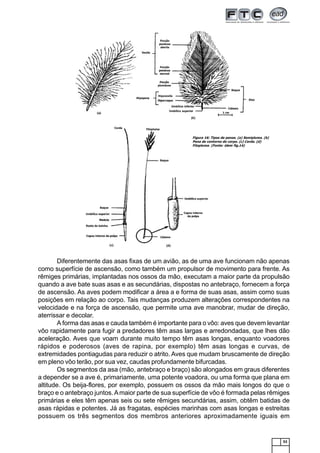 53
Diferentemente das asas fixas de um avião, as de uma ave funcionam não apenas
como superfície de ascensão, como também um propulsor de movimento para frente. As
rêmiges primárias, implantadas nos ossos da mão, executam a maior parte da propulsão
quando a ave bate suas asas e as secundárias, dispostas no antebraço, fornecem a força
de ascensão. As aves podem modificar a área a e forma de suas asas, assim como suas
posições em relação ao corpo. Tais mudanças produzem alterações correspondentes na
velocidade e na força de ascensão, que permite uma ave manobrar, mudar de direção,
aterrissar e decolar.
A forma das asas e cauda também é importante para o vôo: aves que devem levantar
vôo rapidamente para fugir a predadores têm asas largas e arredondadas, que lhes dão
aceleração. Aves que voam durante muito tempo têm asas longas, enquanto voadores
rápidos e poderosos (aves de rapina, por exemplo) têm asas longas e curvas, de
extremidades pontiagudas para reduzir o atrito. Aves que mudam bruscamente de direção
em pleno vôo terão, por sua vez, caudas profundamente bifurcadas.
Os segmentos da asa (mão, antebraço e braço) são alongados em graus diferentes
a depender se a ave é, primariamente, uma potente voadora, ou uma forma que plana em
altitude. Os beija-flores, por exemplo, possuem os ossos da mão mais longos do que o
braço e o antebraço juntos.Amaior parte de sua superfície de vôo é formada pelas rêmiges
primárias e eles têm apenas seis ou sete rêmiges secundárias, assim, obtêm batidas de
asas rápidas e potentes. Já as fragatas, espécies marinhas com asas longas e estreitas
possuem os três segmentos dos membros anteriores aproximadamente iguais em
Figura 16: Tipos de penas. (a) Semipluma. (b)
Pena de contorno do corpo. (c) Cerda. (d)
Filopluma. (Fonte: idem fig.14)
 