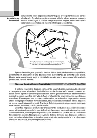 54
ZoologiaGerale
Comparada II
comprimento e são especializadas tanto para o vôo potente quanto para o
vôo planado. Os albatrozes, planadores de altitude, são as aves que possuem
as asas mais longas: o braço é o segmento mais longo e na sua asa interna
podem ser encontradas até mesmo 32 rêmiges secundárias.
Apesar das vantagens que o vôo mostra, muitas aves perderam essa capacidade,
geralmente em locais onde a falta de predadores e abundância de alimento não o exigia.
Outras aves optaram pela força e velocidade no solo, como as aves corredoras atuais
(avestruzes, nandus e emas).
Sistema Respiratório e Circulatório
O sistema respiratório das aves é único entre os vertebrados atuais e ajuda a dissipar
o calor gerado pelos altos níveis de atividade muscular durante e vôo, sendo composto por
sacos aéreos e pulmão parabronquial. Os sacos aéreos garantem um fluxo de ar em sentido
único através dos pulmões, ao invés de fluxo e refluxo (entra e sai) como nos pulmões dos
mamíferos. Eles ocupam uma porção considerável da parte dorsal do corpo e estendem-se
até os espaços pneumáticos de muitos ossos, são pouco vascularizados e a troca de gases
só ocorre no pulmão parabronquial. O volume de todos os sacos aéreos juntos é cerca de
nove vezes o volume do pulmão parabronquial.
Durante a inspiração o volume do tórax aumenta, conduzindo o ar pelos brônquios e
sacos aéreos torácicos posteriores e abdominais, bem como para o pulmão parabronquial.
Simultaneamente, o ar do pulmão parabronquial é conduzido para os sacos clavicular e
torácicos mais craniais. Na expiração, o volume do tórax diminui e o ar, dos sacos torácicos
mais caudais e abdominais, é impelido para o pulmão parabronquial e o ar, dos sacos
clavicular e torácicos, é expelido pelos brônquios.
Figura 17: Proporcões das asas. Comparacão dos comprimentos dos
segmentos dos ossos das asas de um beija-flor (em cima), uma fragata
(no meio) e um albatroz (em baixo). (Fonte: idem fig.14)
 
