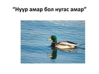 “Нуур амар бол нугас амар”
 