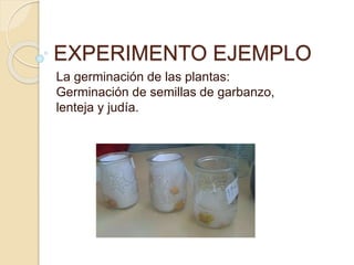 EXPERIMENTO EJEMPLO 
La germinación de las plantas: 
Germinación de semillas de garbanzo, 
lenteja y judía. 
 