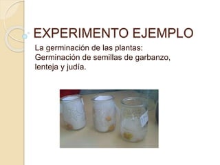 EXPERIMENTO EJEMPLO
La germinación de las plantas:
Germinación de semillas de garbanzo,
lenteja y judía.