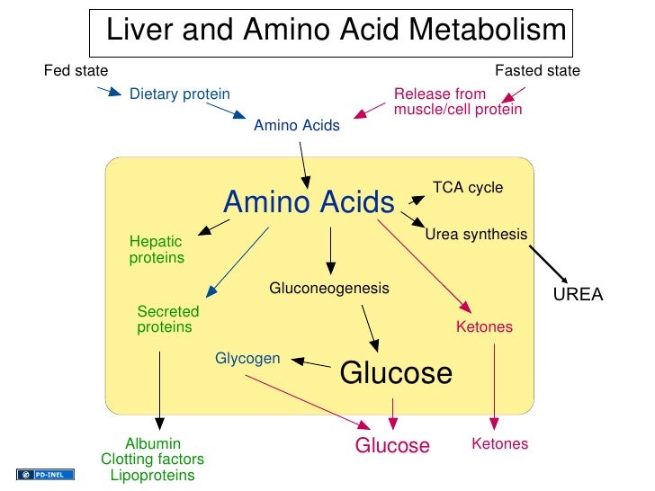 02.01.12(a) Liver Physiology