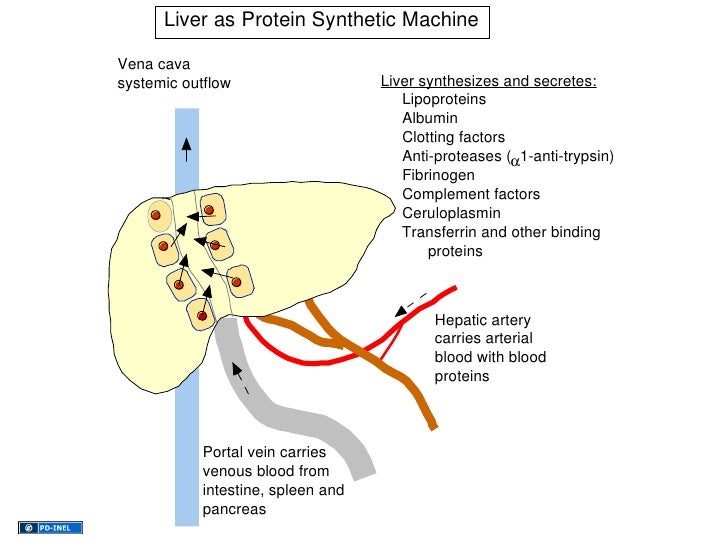 Amino acid metabolism in liver image