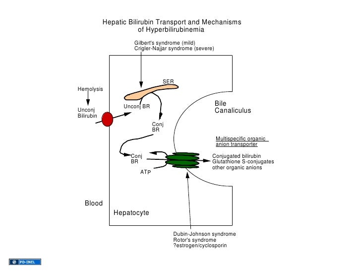02.01.12(b) Liver Tests Use and Interpretation