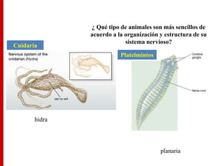 ¿ Qué tipo de animales son más sencillos de
acuerdo a la organización y estructura de su
sistema nervioso?
hidra
planaria
Cnidaria
Platelmintos
 