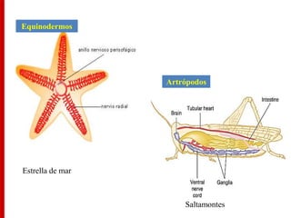 Artrópodos
Equinodermos
Saltamontes
Estrella de mar
 