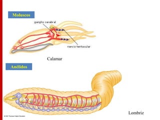 Moluscos
Lombriz
Anélidos
Calamar
 