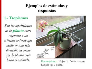 Ejemplos de estímulos y
respuestas
1.- Tropismos
Son los movimientos
de la planta como
respuesta a un
estímulo externo que
actúa en una sola
dirección, de modo
que la planta crece
hacia el estímulo. Fototropismo: Hojas y flores crecen
hacia la luz y el aire.
 