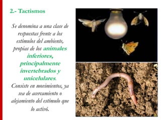 2.- Tactismos
Se denomina a una clase de
respuestas frente a los
estímulos del ambiente,
propias de los animales
inferiores,
principalmente
invertebrados y
unicelulares.
Consiste en movimientos, ya
sea de acercamiento o
alejamiento del estímulo que
lo activó.
 