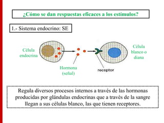 ¿Cómo se dan respuestas eficaces a los estímulos?
1.- Sistema endocrino: SE
Célula
endocrina
Célula
blanco o
diana
Hormona
(señal)
Regula diversos procesos internos a través de las hormonas
producidas por glándulas endocrinas que a través de la sangre
llegan a sus células blanco, las que tienen receptores.
 