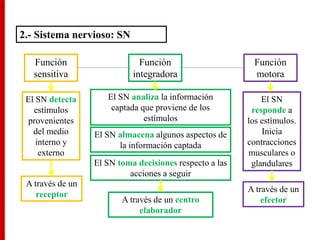 2.- Sistema nervioso: SN
Función
sensitiva
El SN detecta
estímulos
provenientes
del medio
interno y
externo
A través de un
receptor
Función
motora
El SN
responde a
los estímulos.
Inicia
contracciones
musculares o
glandulares
A través de un
efector
Función
integradora
El SN analiza la información
captada que proviene de los
estímulos
El SN almacena algunos aspectos de
la información captada
El SN toma decisiones respecto a las
acciones a seguir
A través de un centro
elaborador
 