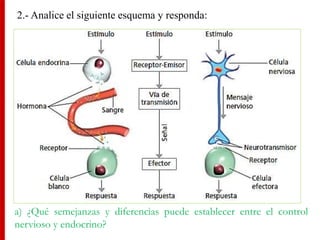 2.- Analice el siguiente esquema y responda:
a) ¿Qué semejanzas y diferencias puede establecer entre el control
nervioso y endocrino?
 
