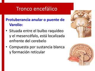 Tronco encefálico
Protuberancia anular o puente de
Varolio:
• Situada entre el bulbo raquídeo
y el mesencéfalo, está localizada
enfrente del cerebelo
• Compuesta por sustancia blanca
y formación reticular
 