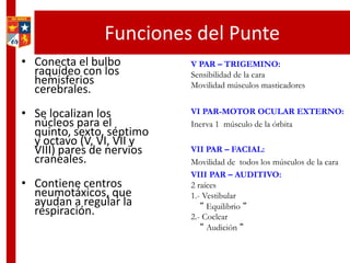 Funciones del Punte
• Conecta el bulbo
raquídeo con los
hemisferios
cerebrales.
• Se localizan los
núcleos para el
quinto, sexto, séptimo
y octavo (V, VI, VII y
VIII) pares de nervios
craneales.
• Contiene centros
neumotáxicos, que
ayudan a regular la
respiración.
V PAR – TRIGEMINO:
Sensibilidad de la cara
Movilidad músculos masticadores
VI PAR-MOTOR OCULAR EXTERNO:
Inerva 1 músculo de la órbita
VII PAR – FACIAL:
Movilidad de todos los músculos de la cara
VIII PAR – AUDITIVO:
2 raíces
1.- Vestibular
“ Equilibrio “
2.- Coclear
“ Audición “
 