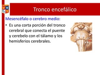 Tronco encefálico
Mesencéfalo o cerebro medio:
• Es una corta porción del tronco
cerebral que conecta el puente
y cerebelo con el tálamo y los
hemisferios cerebrales.
 