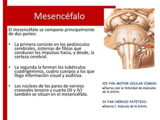 Mesencéfalo
El mesencéfalo se compone principalmente
de dos partes:
• La primera consiste en los pedúnculos
cerebrales, sistemas de fibras que
conducen los impulsos hacia, y desde, la
corteza cerebral.
• La segunda la forman los tubérculos
cuadrigéminos, cuatro cuerpos a los que
llega información visual y auditiva.
• Los núcleos de los pares de nervios
craneales tercero y cuarto (III y IV)
también se sitúan en el mesencéfalo.
III PAR-MOTOR OCULAR COMUN:
Inerva casi la totalidad de músculos
de la órbita
IV PAR-NERVIO PATETICO:
Inerva 1 músculo de la órbita
 