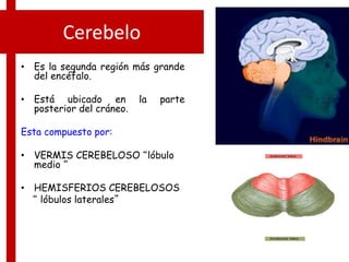 Cerebelo
• Es la segunda región más grande
del encéfalo.
• Está ubicado en la parte
posterior del cráneo.
Esta compuesto por:
• VERMIS CEREBELOSO “lóbulo
medio “
• HEMISFERIOS CEREBELOSOS
“ lóbulos laterales”
 