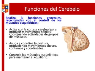 Funciones del Cerebelo
Realiza 3 funciones generales,
relacionadas con el control de los
músculos esqueléticos:
• Actúa con la corteza cerebral para
producir movimientos hábiles,
coordinando actividades de grupos
de músculos.
• Ayuda a coordina la postura,
produciendo movimientos suaves,
continuos y coordinados.
• Controla los músculos esqueléticos
para mantener el equilibrio.
 