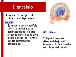 Diencéfalo
El diencéfalo origina el
tálamo y el hipotálamo:
Tálamo:
• Esta parte del diencéfalo
consiste en dos masas
esféricas de tejido gris,
situadas dentro de la zona
media del cerebro, entre
los dos hemisferios
cerebrales.
Hipotálamo:
El hipotálamo está
situado debajo del
tálamo en la línea media
en la base del cerebro
.
 