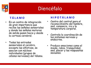 Diencéfalo
• Es un centro de integración
de gran importancia que
recibe las señales sensoriales
y donde las señales motoras
de salida pasan hacia y desde
la corteza cerebral.
• Todas las entradas
sensoriales al cerebro,
excepto las olfativas, se
asocian con núcleos
individuales (grupos de
células nerviosas) del tálamo.
• Centro del control para el
reconocimiento del hambre,
sed, cansancio, ira y la
temperatura corporal.
• Controla la coordinación de
los sistemas nervioso y
endocrino.
• Produce emociones como el
miedo, rabia, tranquilidad,
sed, placer y las respuestas
sexuales.
T Á L A M O H I P O T Á L A M O
 