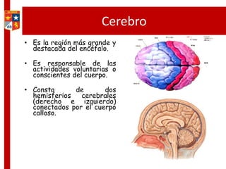 Cerebro
• Es la región más grande y
destacada del encéfalo.
• Es responsable de las
actividades voluntarias o
conscientes del cuerpo.
• Consta de dos
hemisferios cerebrales
(derecho e izquierdo)
conectados por el cuerpo
calloso.
 