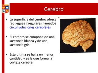 Cerebro
• La superficie del cerebro ofrece
repliegues irregulares llamados
circunvoluciones cerebrales
• El cerebro se compone de una
sustancia blanca y de una
sustancia gris.
• Esta ultima se halla en menor
cantidad y es la que forma la
corteza cerebral.
 