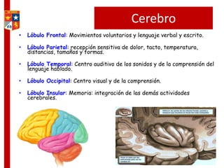 Cerebro
• Lóbulo Frontal: Movimientos voluntarios y lenguaje verbal y escrito.
• Lóbulo Parietal: recepción sensitiva de dolor, tacto, temperatura,
distancias, tamaños y formas.
• Lóbulo Temporal: Centro auditivo de los sonidos y de la comprensión del
lenguaje hablado.
• Lóbulo Occipital: Centro visual y de la comprensión.
• Lóbulo Insular: Memoria: integración de las demás actividades
cerebrales.
 