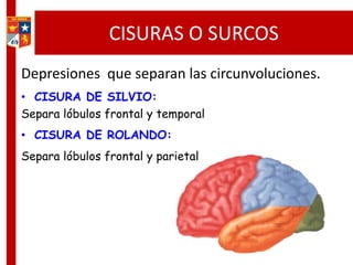 CISURAS O SURCOS
Depresiones que separan las circunvoluciones.
• CISURA DE SILVIO:
Separa lóbulos frontal y temporal
• CISURA DE ROLANDO:
Separa lóbulos frontal y parietal
 