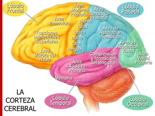 LA
CORTEZA
CEREBRAL
Lóbulo
Frontal
Funciones
Intelectuales
Superiores
Área
Motora
Primaria
Area
Premotora
Área
Motora del
Habla
pierna
tórax
brazo
mano
cara
lengua
Lóbulo
ParietalÁrea
Sensitiva
Primaria
Área de
Asociación
Sensitiva
Lóbulo
Occipital
Área
Visual
Primaria
Área de
Asociación
Visual
Lóbulo
Temporal
Memoria
Área
Auditiva
Primaria
Comprensión
y formación
del lenguaje
 