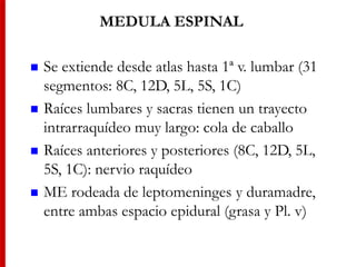  Se extiende desde atlas hasta 1ª v. lumbar (31
segmentos: 8C, 12D, 5L, 5S, 1C)
 Raíces lumbares y sacras tienen un trayecto
intrarraquídeo muy largo: cola de caballo
 Raíces anteriores y posteriores (8C, 12D, 5L,
5S, 1C): nervio raquídeo
 ME rodeada de leptomeninges y duramadre,
entre ambas espacio epidural (grasa y Pl. v)
MEDULA ESPINAL
 