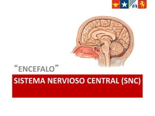SISTEMA NERVIOSO CENTRAL (SNC)
“ENCEFALO”
 