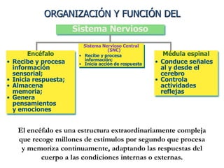 ORGANIZACIÓN Y FUNCIÓN DEL
Sistema Nervioso
Sistema Nervioso Central
(SNC)
• Recibe y procesa
información;
• Inicia acción de respuesta
Encéfalo
• Recibe y procesa
información
sensorial;
• Inicia respuesta;
• Almacena
memoria;
• Genera
pensamientos
y emociones
Médula espinal
• Conduce señales
al y desde el
cerebro
• Controla
actividades
reflejas
El encéfalo es una estructura extraordinariamente compleja
que recoge millones de estímulos por segundo que procesa
y memoriza continuamente, adaptando las respuestas del
cuerpo a las condiciones internas o externas.
 