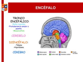 ENCÉFALO
TRONCO
ENCEFÁLICO:
•Bulbo raquídeo
•Protuberancia anular o
puente
•Mesencéfalo
CEREBELO
DIENCÉFALO:
-Tálamo
-Hipotálamo
CEREBRO
 