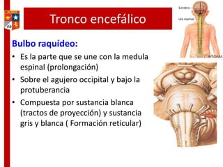 Tronco encefálico
Bulbo raquídeo:
• Es la parte que se une con la medula
espinal (prolongación)
• Sobre el agujero occipital y bajo la
protuberancia
• Compuesta por sustancia blanca
(tractos de proyección) y sustancia
gris y blanca ( Formación reticular)
 